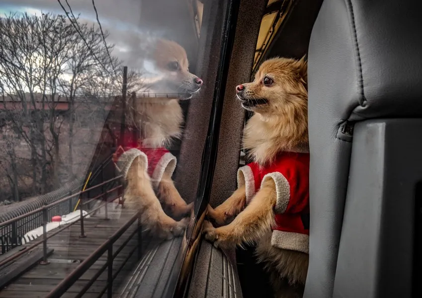 Правила перевозки животных автобусом: советы для владельцев pravila perevezennya tvarin avtobusom - Правила перевозки животных автобусом: советы для владельцев